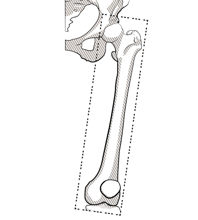 Femur-field.png